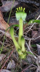 Anigozanthos bicolor