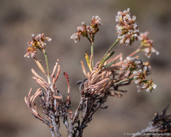 Eriogonum microtheca alpinum