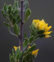 Aspalathus securifolia