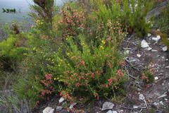 Aspalathus securifolia