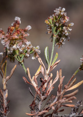 Eriogonum microtheca alpinum
