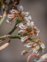 Eriogonum microtheca alpinum