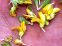 Aspalathus securifolia