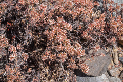 Eriogonum microtheca alpinum