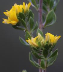 Aspalathus securifolia