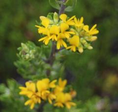 Aspalathus securifolia