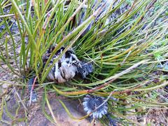 Protea scorzonerifolia