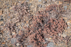 Eriogonum microtheca alpinum