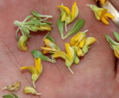 Aspalathus securifolia