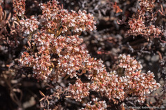 Eriogonum microtheca alpinum