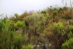 Aspalathus securifolia