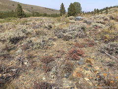 Eriogonum microtheca alpinum