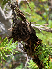 Herpotrichia juniperi