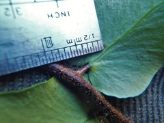Pellaea calidirupium