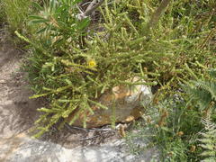 Cullumia reticulata