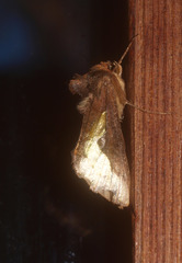 Thysanoplusia orichalcea