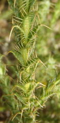 Cullumia reticulata