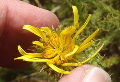 Cullumia reticulata