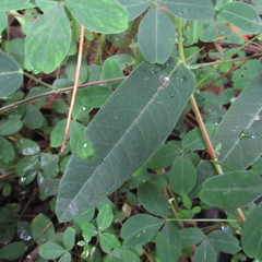 Passiflora rogitamensis