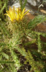 Cullumia reticulata