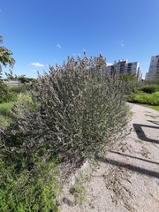 Baccharis spicata