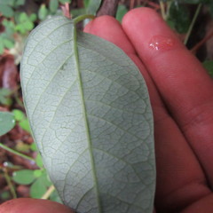 Passiflora rogitamensis
