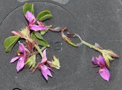 Indigofera candolleana