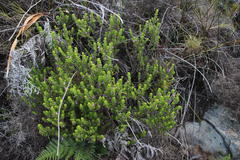 Indigofera candolleana