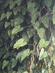 Philodendron erubescens