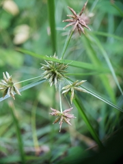 Cyperus croceus