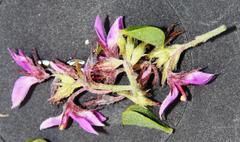 Indigofera candolleana