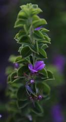 Indigofera candolleana