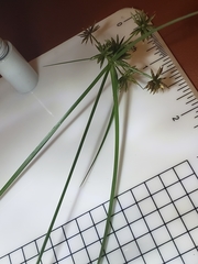 Cyperus croceus