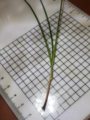 Cyperus croceus