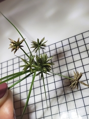 Cyperus croceus