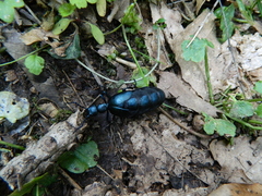 Meloe violaceus