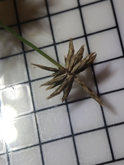Cyperus croceus