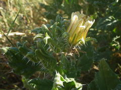 Codon royenii