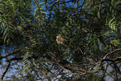 Archilochus colubris