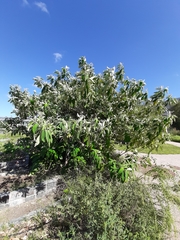 Solanum granulosoleprosum