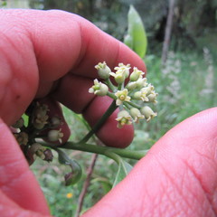 Daphnopsis caracasana