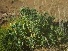 Codon royenii