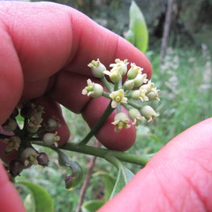 Daphnopsis caracasana
