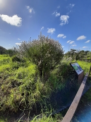 Baccharis spicata
