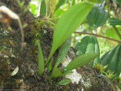 Scaphosepalum
