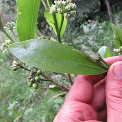 Daphnopsis caracasana