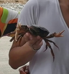 Trichodactylidae