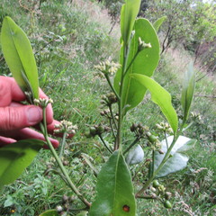 Daphnopsis caracasana
