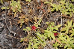 Drosanthemum stokoei