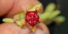 Drosanthemum stokoei